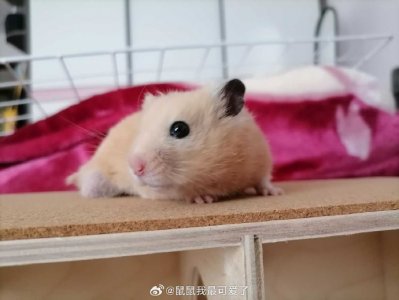 ＂故态复萌＂指打猜一精准正确生肖动物，完美讲析落实